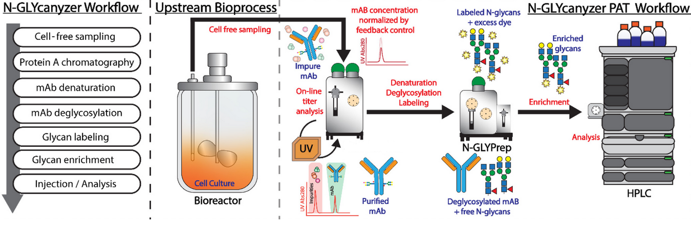 N-GLYcanyzer Workflow Diagram